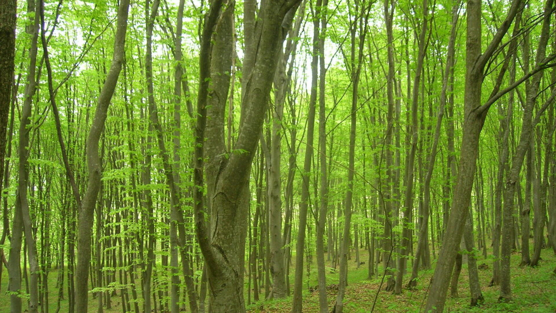 bomen in het bos
