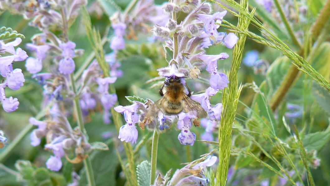 Landbouwgif glyfosaat 'dodelijk' voor veerkrachtige leefomgeving Hommel.jpg
